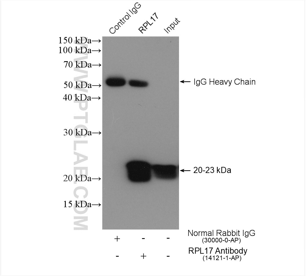 Immunoprecipitation (IP) experiment of HeLa cells using RPL17 Polyclonal antibody (14121-1-AP)