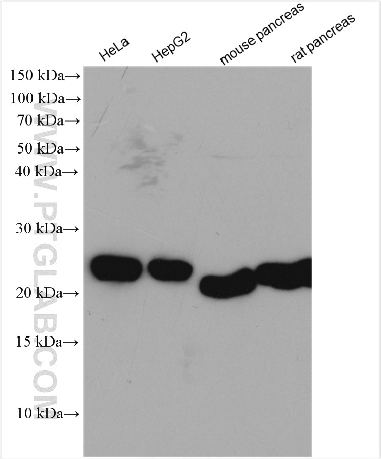 Western Blot (WB) analysis of various lysates using RPL17 Polyclonal antibody (14121-1-AP)