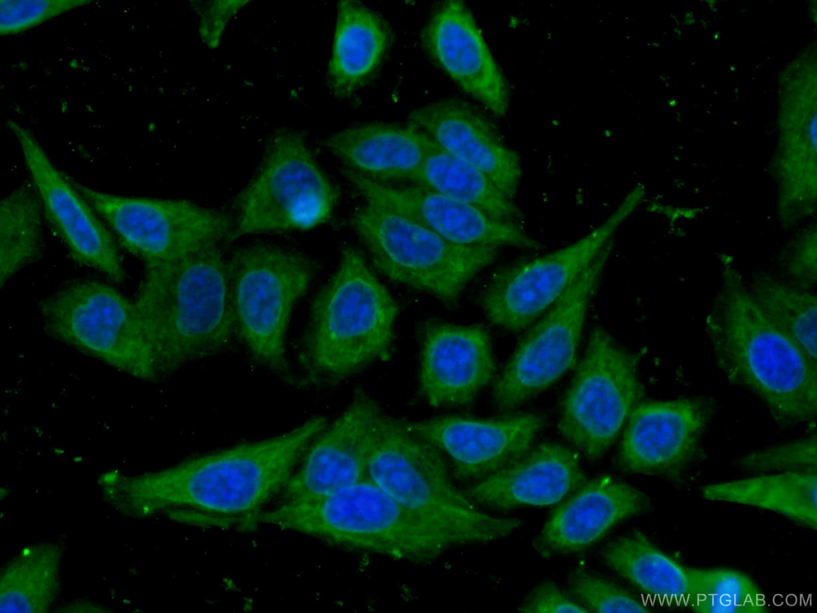 Immunofluorescence (IF) / fluorescent staining of HepG2 cells using RPL17 Monoclonal antibody (67223-1-Ig)