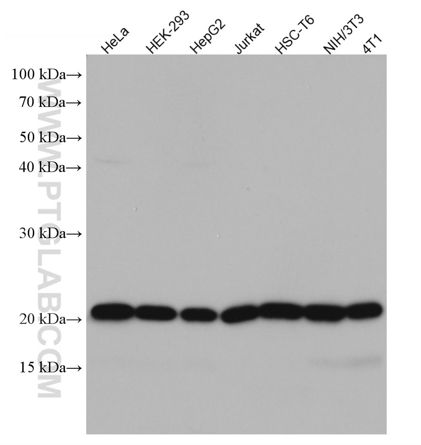 Western Blot (WB) analysis of various lysates using RPL17 Monoclonal antibody (67223-1-Ig)