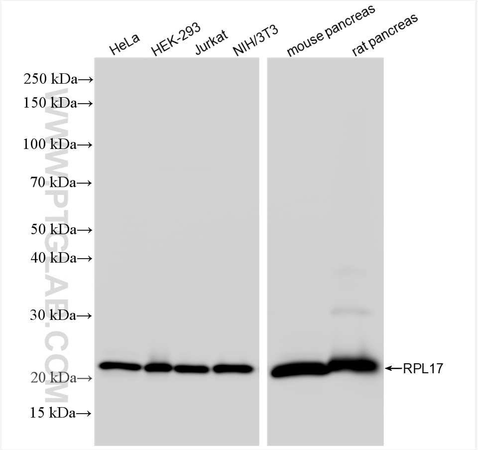 Western Blot (WB) analysis of various lysates using RPL17 Recombinant antibody (86348-3-RR)