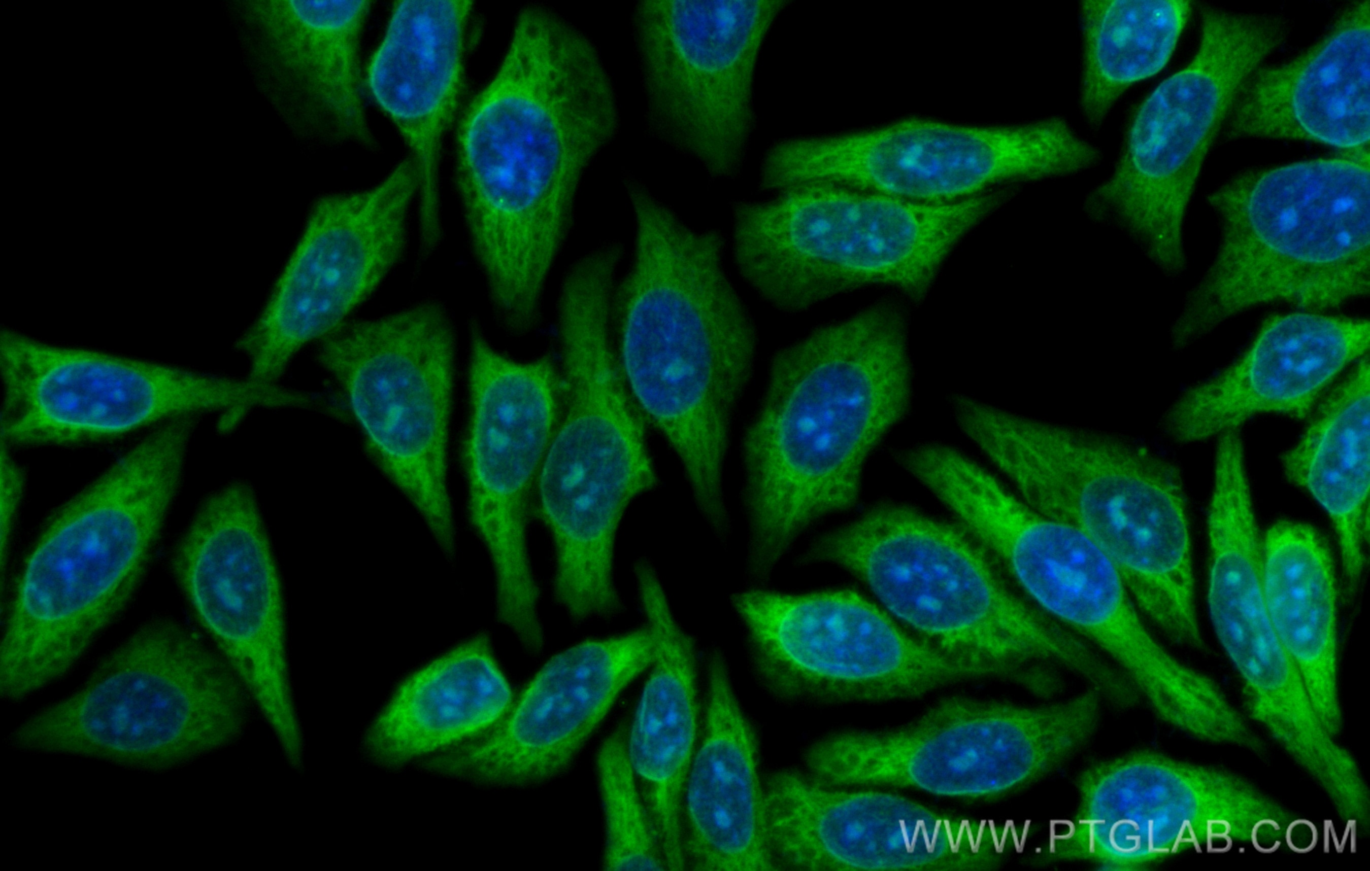 Immunofluorescence (IF) / fluorescent staining of HepG2 cells using CoraLite® Plus 488-conjugated RPL17 Monoclonal ant (CL488-67223)