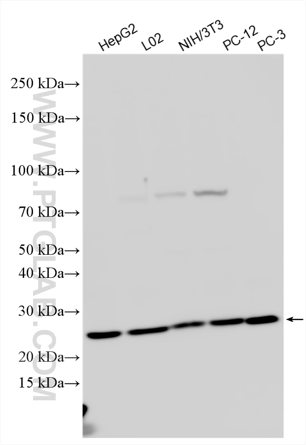 Western Blot (WB) analysis of various lysates using RPL18 Polyclonal antibody (17029-1-AP)