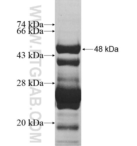RPL18 fusion protein Ag10444 SDS-PAGE