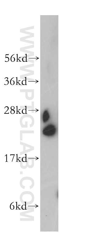 Western Blot (WB) analysis of mouse lung tissue using RPL18A Polyclonal antibody (14653-1-AP)