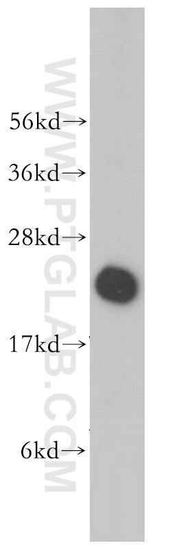 Western Blot (WB) analysis of PC-3 cells using RPL18A Polyclonal antibody (14653-1-AP)
