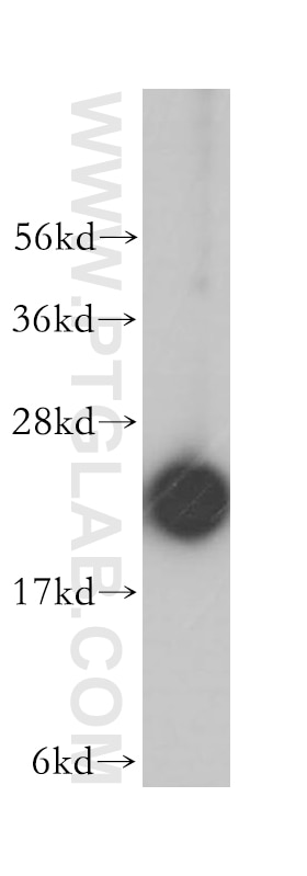 Western Blot (WB) analysis of HepG2 cells using RPL18A Polyclonal antibody (14653-1-AP)