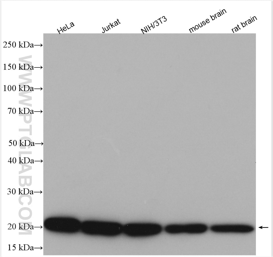 Western Blot (WB) analysis of various lysates using RPL18A Polyclonal antibody (15751-1-AP)