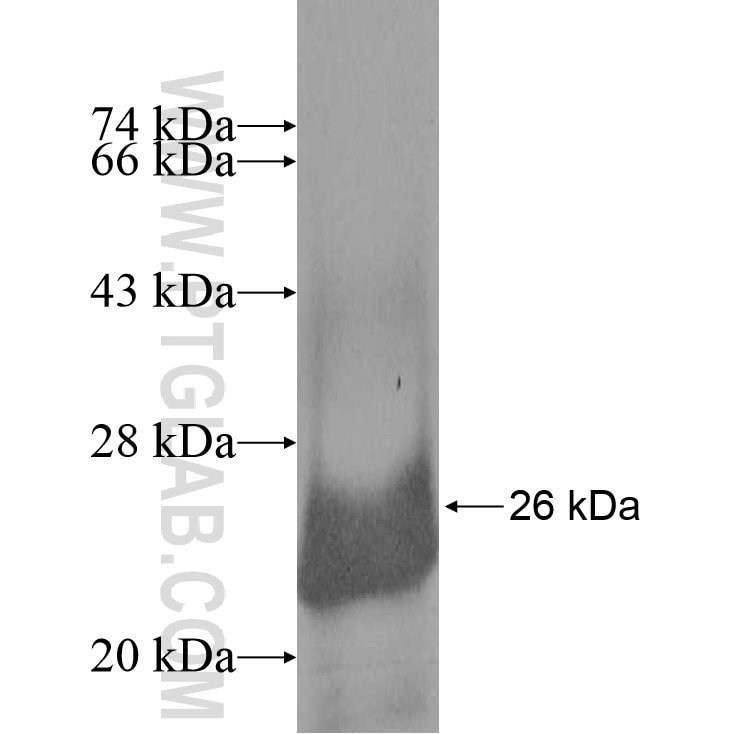 RPL18A fusion protein Ag8267 SDS-PAGE