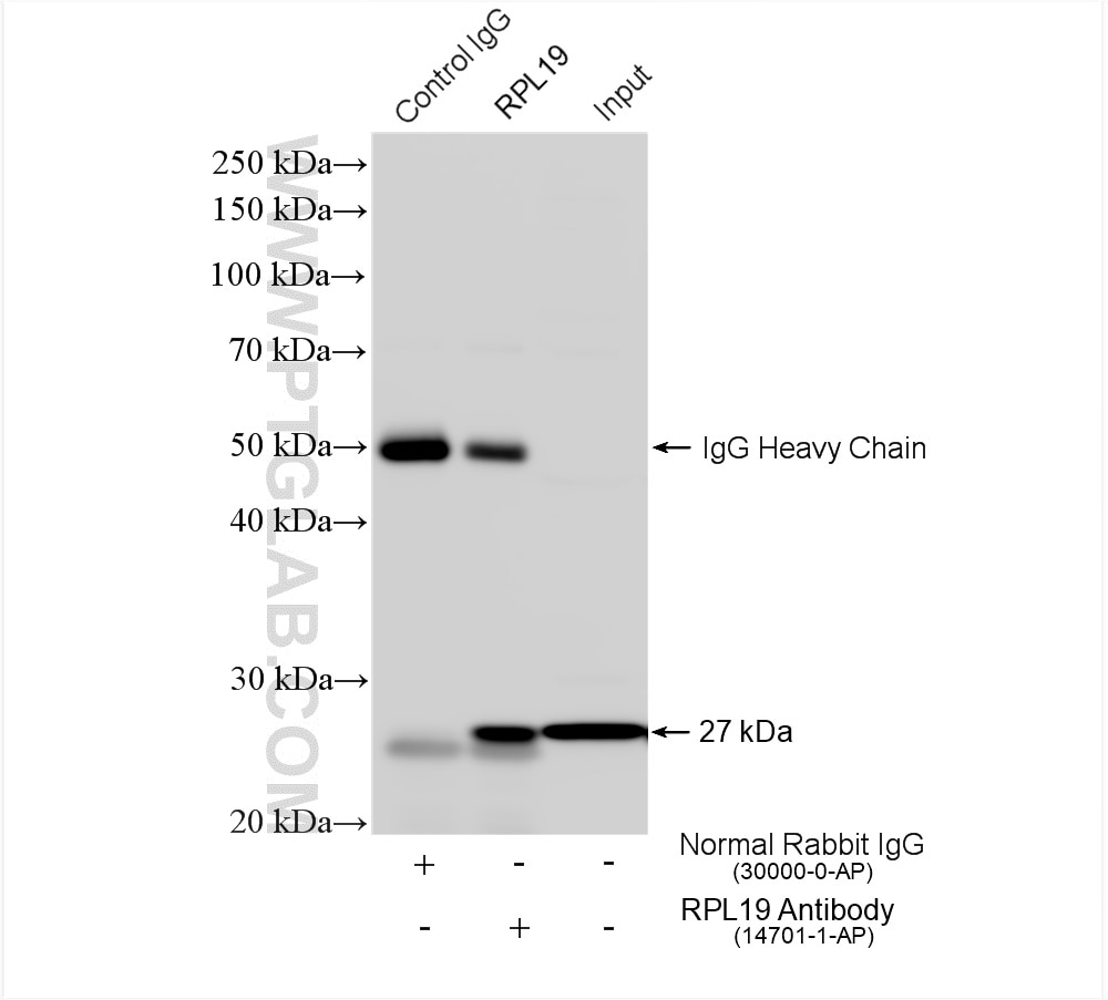 Immunoprecipitation (IP) experiment of HeLa cells using RPL19 Polyclonal antibody (14701-1-AP)