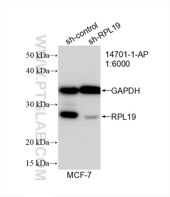 Western Blot (WB) analysis of MCF-7 cells using RPL19 Polyclonal antibody (14701-1-AP)