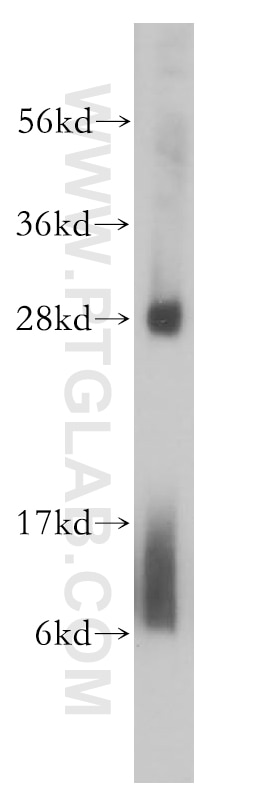 Western Blot (WB) analysis of mouse testis tissue using RPL19 Polyclonal antibody (14701-1-AP)