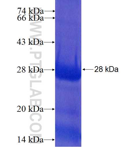 RPL19 fusion protein Ag6371 SDS-PAGE