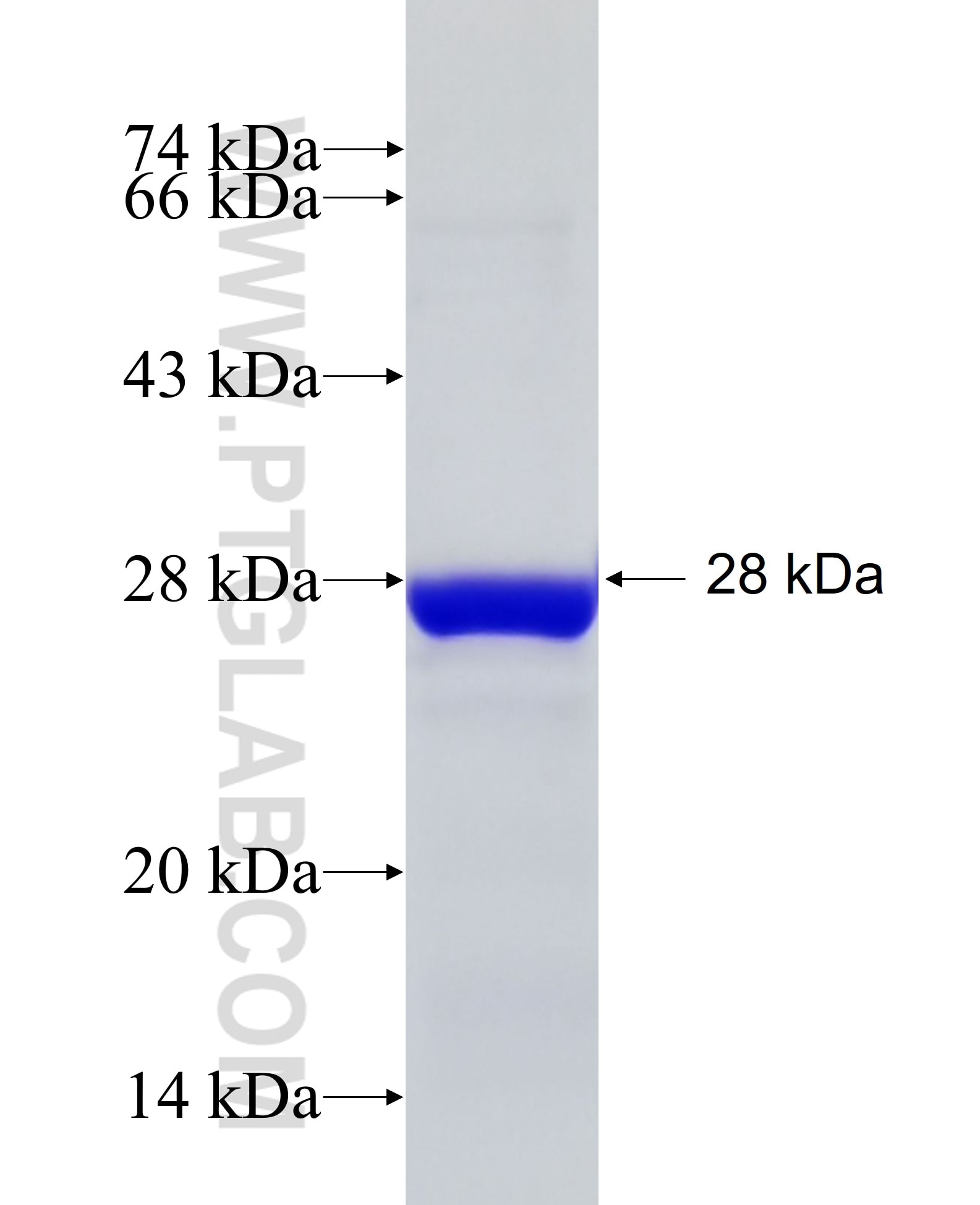 RPL19 fusion protein Ag6371 SDS-PAGE