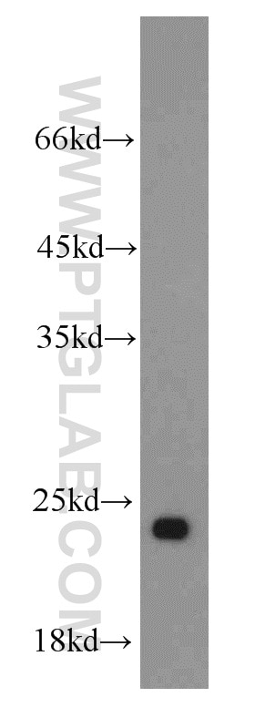 Western Blot (WB) analysis of HepG2 cells using RPL21 Polyclonal antibody (15226-1-AP)