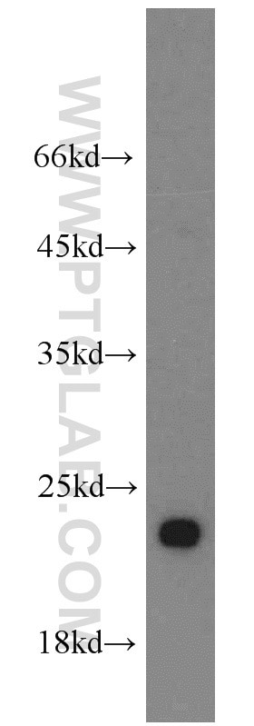Western Blot (WB) analysis of HeLa cells using RPL21 Polyclonal antibody (15226-1-AP)
