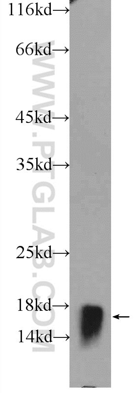 Western Blot (WB) analysis of HepG2 cells using RPL22 Polyclonal antibody (25002-1-AP)