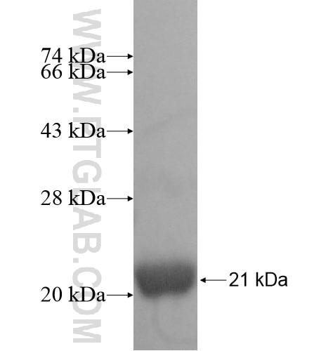 RPL22L1 fusion protein Ag10210 SDS-PAGE
