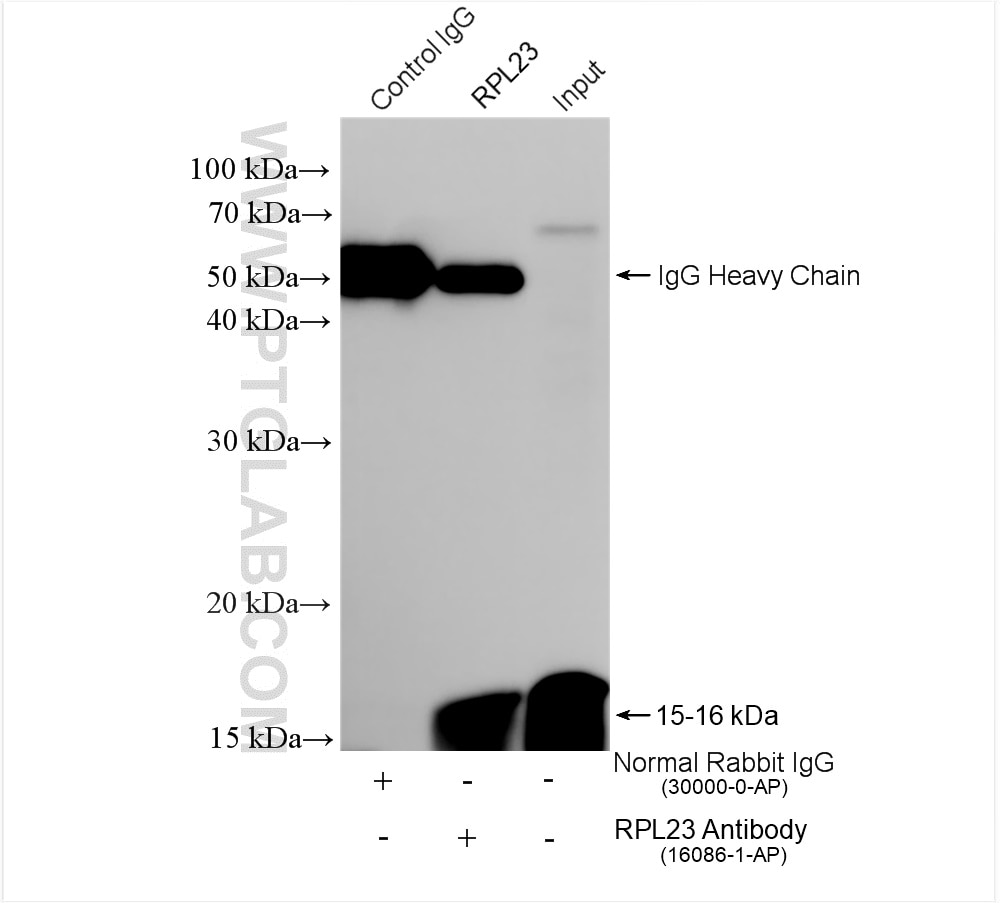 Immunoprecipitation (IP) experiment of mouse brain tissue using RPL23 Polyclonal antibody (16086-1-AP)
