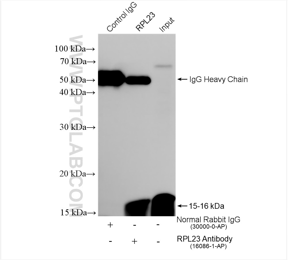 IP experiment of mouse brain using 16086-1-AP