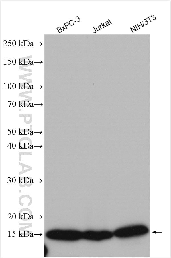 Western Blot (WB) analysis of various lysates using RPL23 Polyclonal antibody (16086-1-AP)