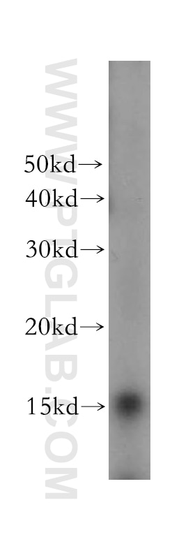 RPL23 Polyclonal antibody