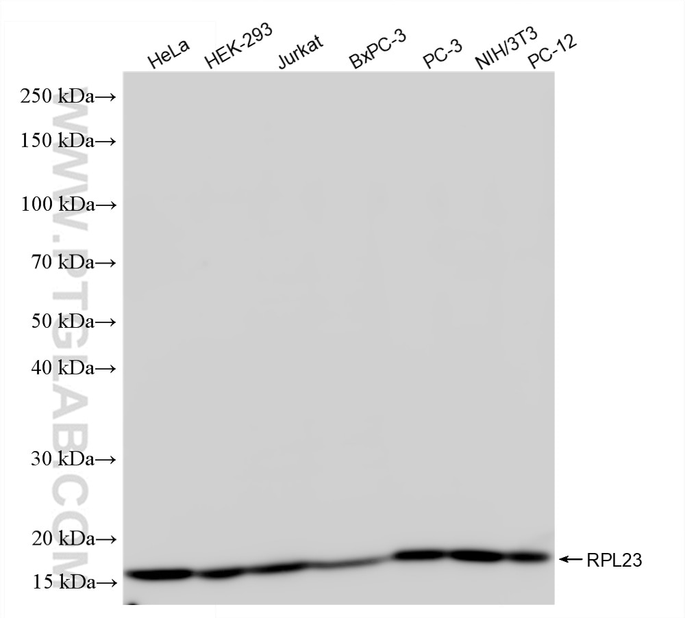 Western Blot (WB) analysis of various lysates using RPL23 Recombinant antibody (86520-1-RR)