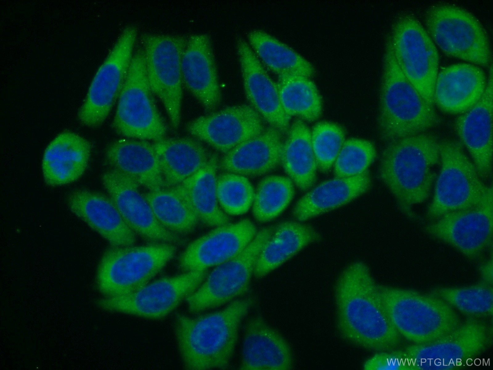 Immunofluorescence (IF) / fluorescent staining of HepG2 cells using RPL23A Polyclonal antibody (16386-1-AP)