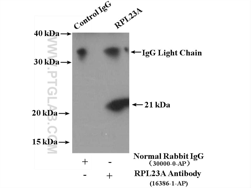 Immunoprecipitation (IP) experiment of HepG2 cells using RPL23A Polyclonal antibody (16386-1-AP)