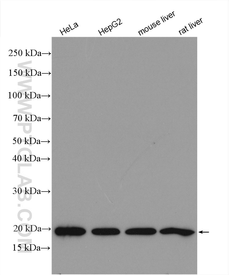 Western Blot (WB) analysis of various lysates using RPL23A Polyclonal antibody (16386-1-AP)