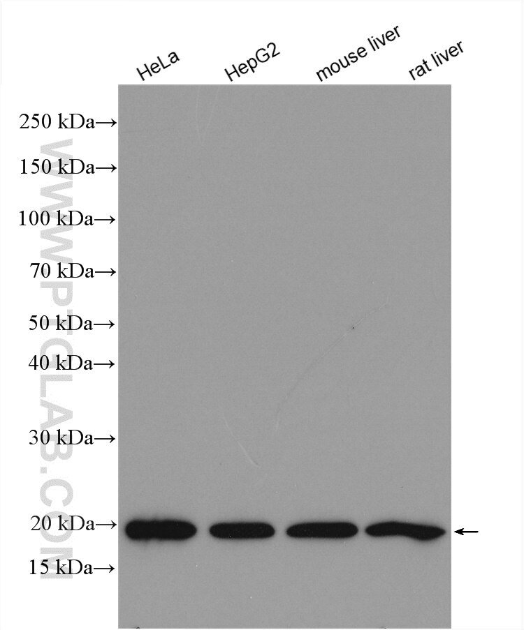 WB analysis using 16386-1-AP