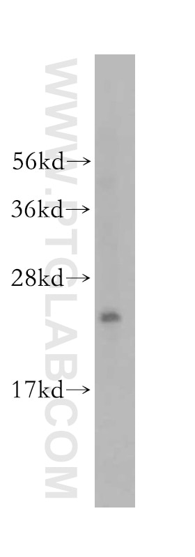 Western Blot (WB) analysis of HepG2 cells using RPL23A Polyclonal antibody (16386-1-AP)