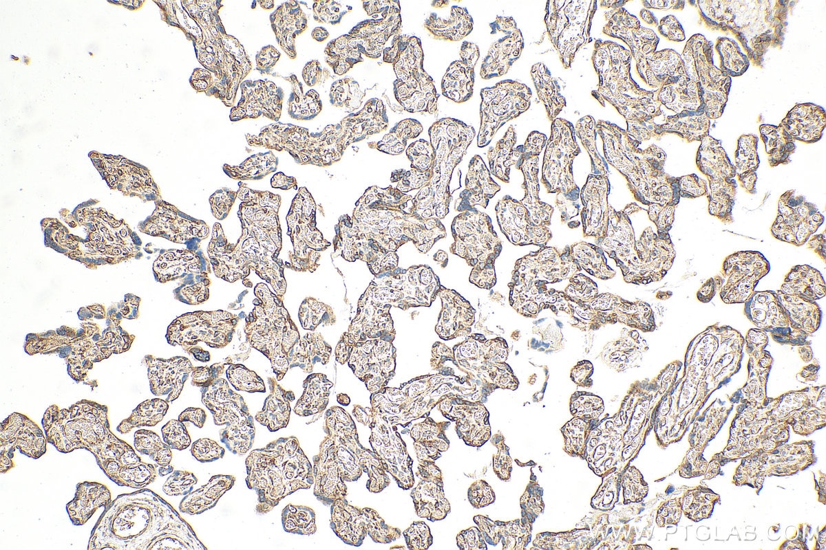 Immunohistochemistry (IHC) staining of human placenta tissue using RPL24 Polyclonal antibody (17082-1-AP)