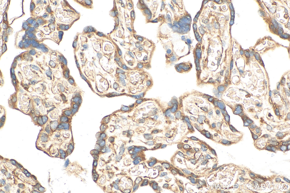 Immunohistochemistry (IHC) staining of human placenta tissue using RPL24 Polyclonal antibody (17082-1-AP)
