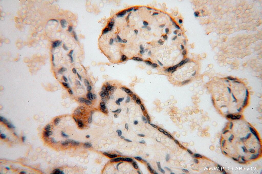 Immunohistochemistry (IHC) staining of human placenta tissue using RPL24 Polyclonal antibody (17082-1-AP)