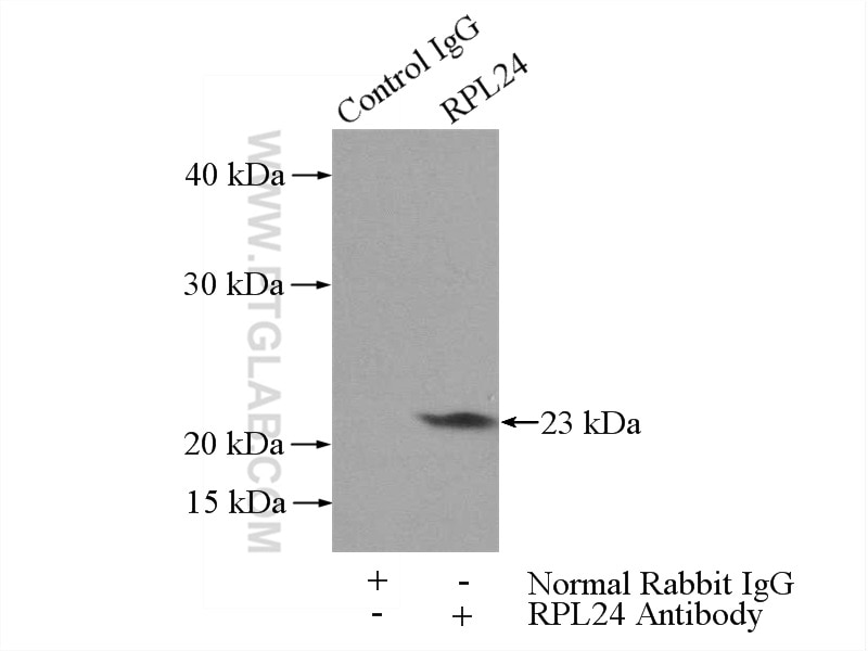 Immunoprecipitation (IP) experiment of A549 cells using RPL24 Polyclonal antibody (17082-1-AP)