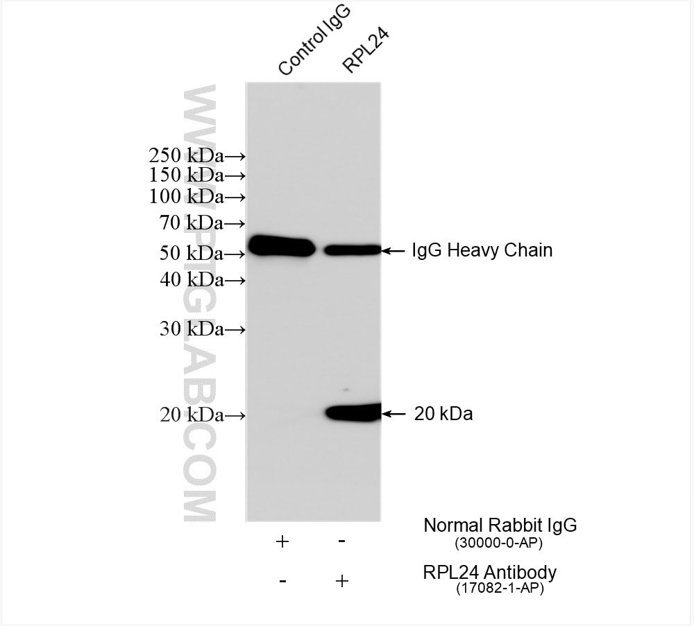 Immunoprecipitation (IP) experiment of HEK-293 cells using RPL24 Polyclonal antibody (17082-1-AP)
