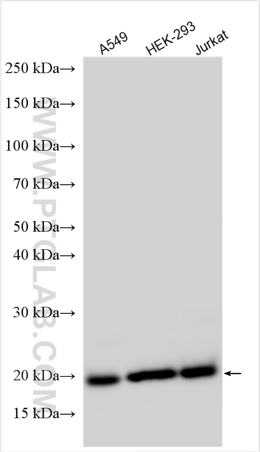 Western Blot (WB) analysis of various lysates using RPL24 Polyclonal antibody (17082-1-AP)