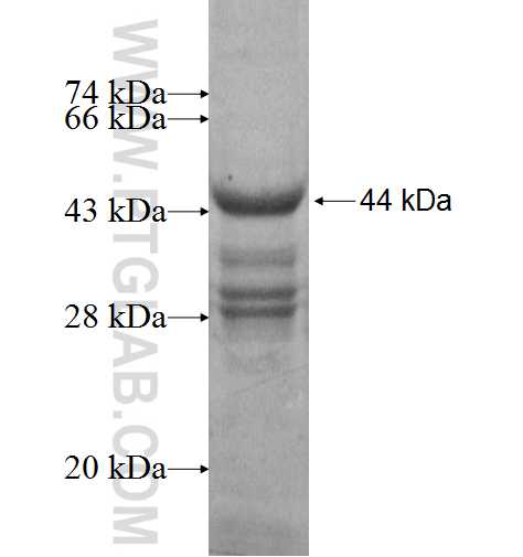 RPL24 fusion protein Ag7094 SDS-PAGE