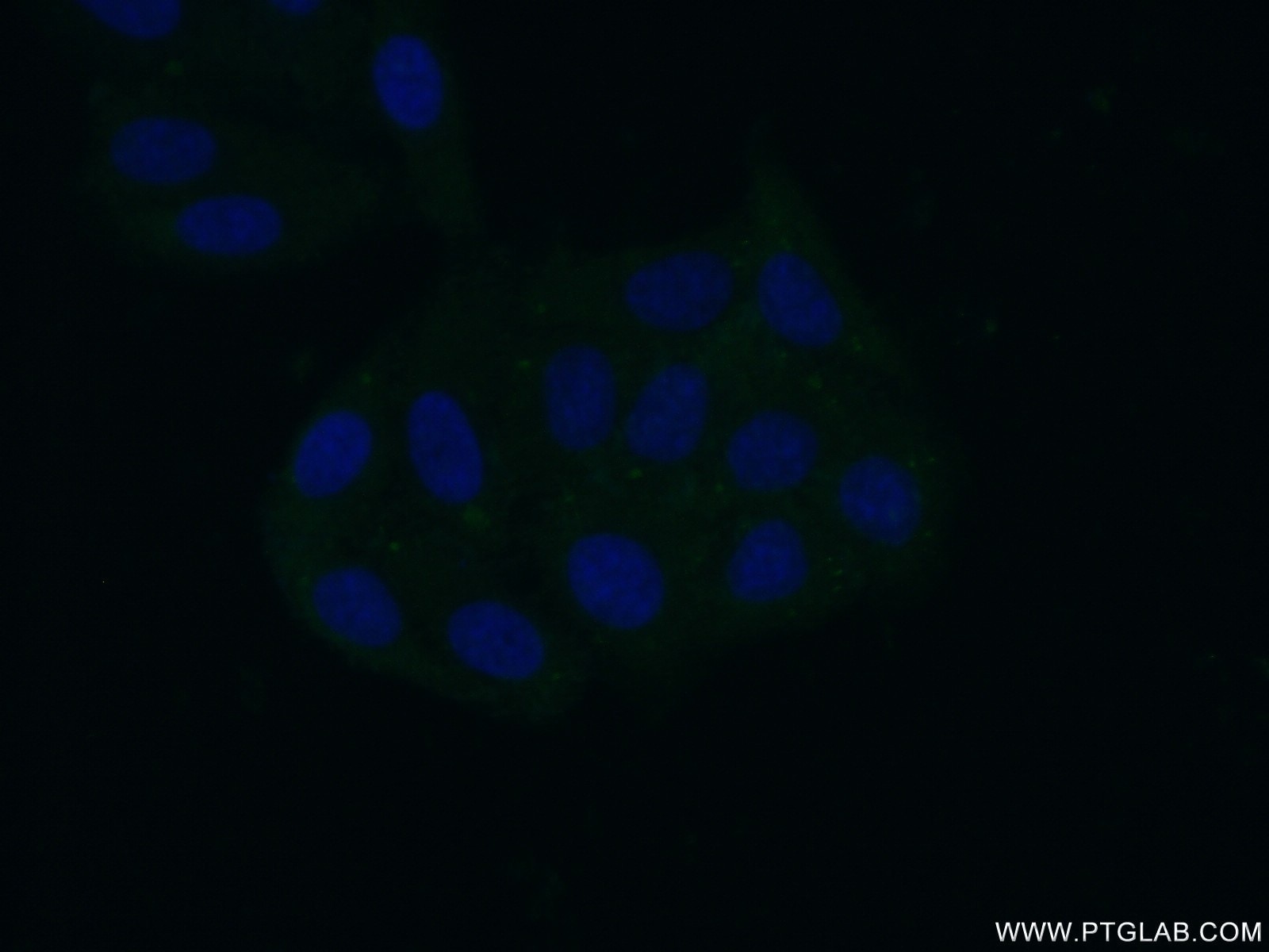 Immunofluorescence (IF) / fluorescent staining of HepG2 cells using RPL26 Polyclonal antibody (17619-1-AP)