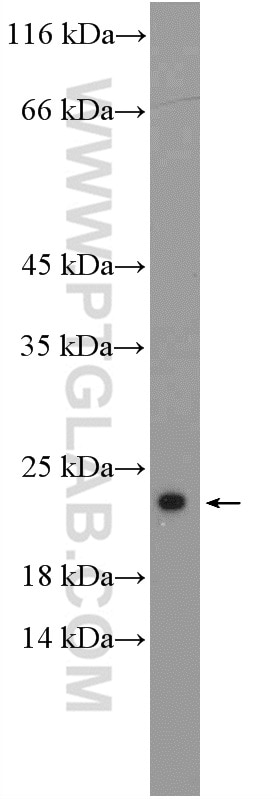 Western Blot (WB) analysis of HepG2 cells using RPL26 Polyclonal antibody (17619-1-AP)