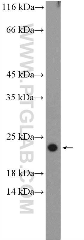 Western Blot (WB) analysis of K-562 cells using RPL26 Polyclonal antibody (17619-1-AP)