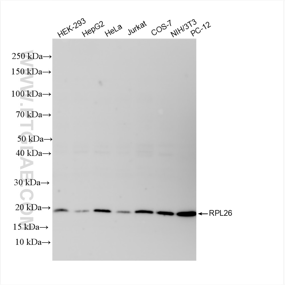 RPL26