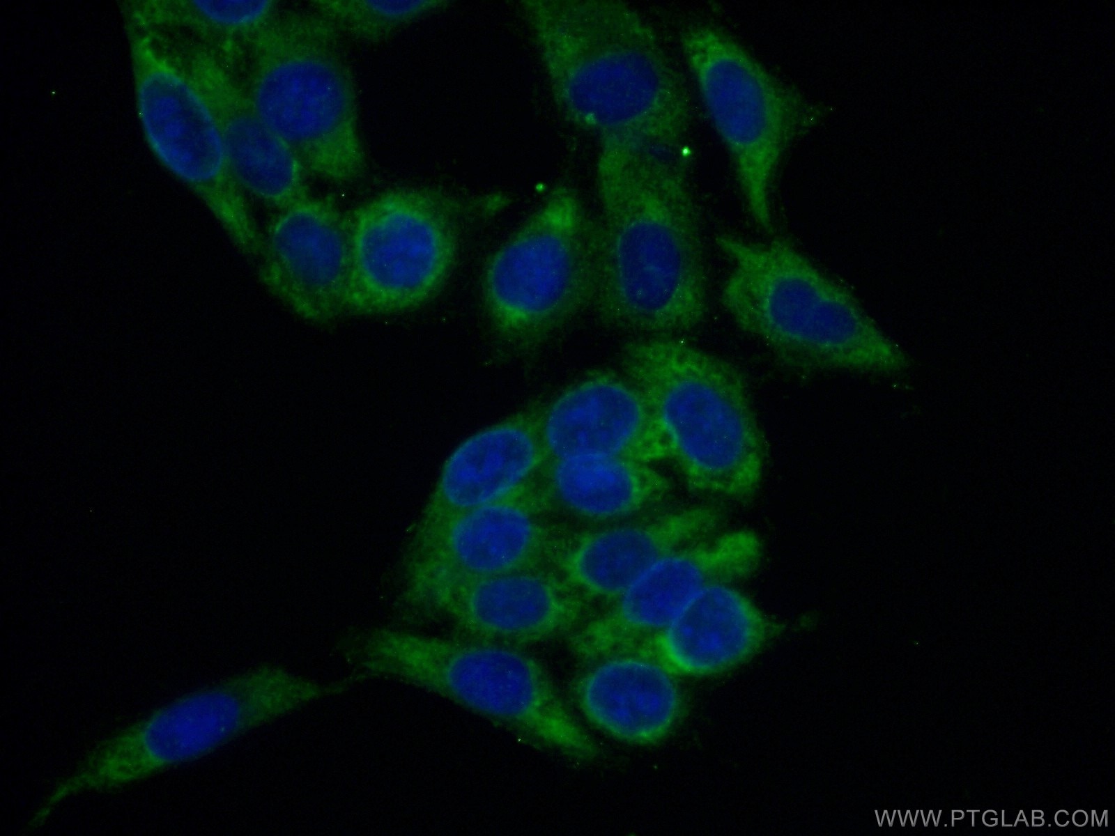 Immunofluorescence (IF) / fluorescent staining of HeLa cells using RPL26L1 Polyclonal antibody (16487-1-AP)