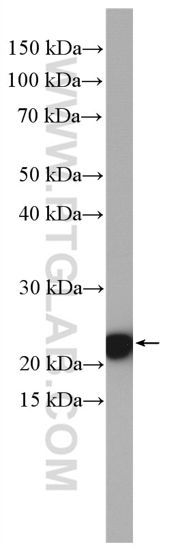 Western Blot (WB) analysis of HEK-293 cells using RPL26L1 Polyclonal antibody (16487-1-AP)