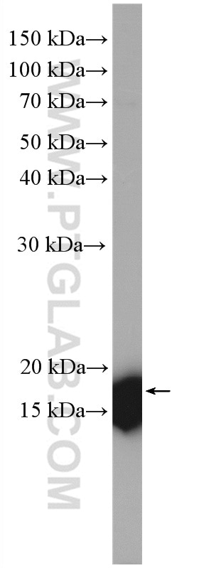 Western Blot (WB) analysis of K-562 cells using RPL26L1 Polyclonal antibody (16487-1-AP)