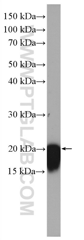 Western Blot (WB) analysis of MCF-7 cells using RPL26L1 Polyclonal antibody (16487-1-AP)