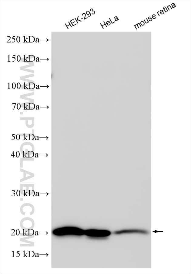 Western Blot (WB) analysis of various lysates using RPL26L1 Polyclonal antibody (16487-1-AP)