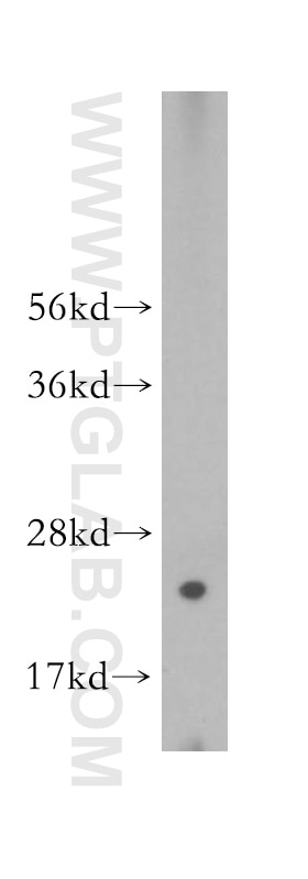 Western Blot (WB) analysis of HeLa cells using RPL26L1 Polyclonal antibody (16487-1-AP)