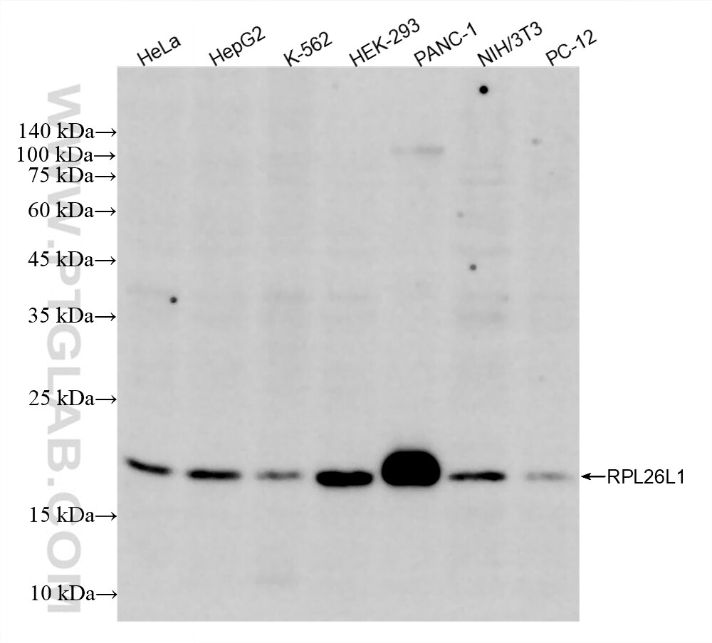 Western Blot (WB) analysis of various lysates using RPL26L1 Recombinant monoclonal antibody (87720-1-RR)
